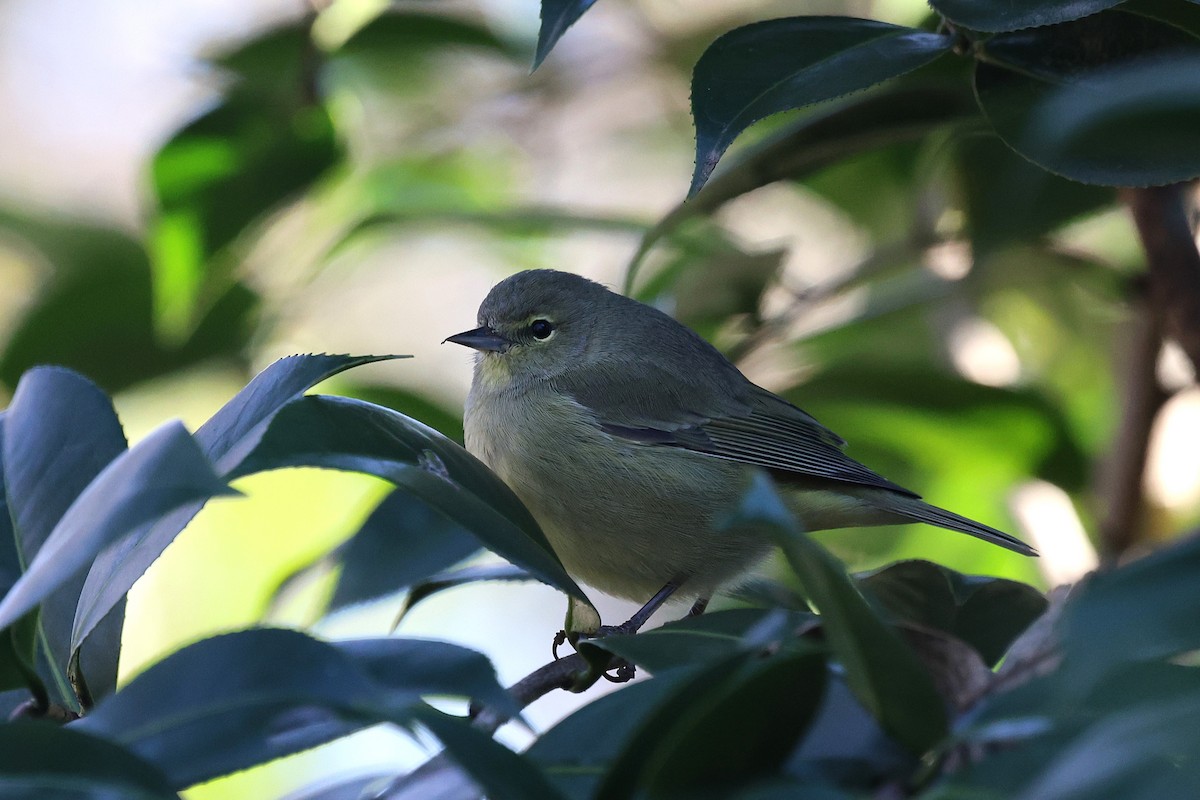 Orange-crowned Warbler - ML629003328