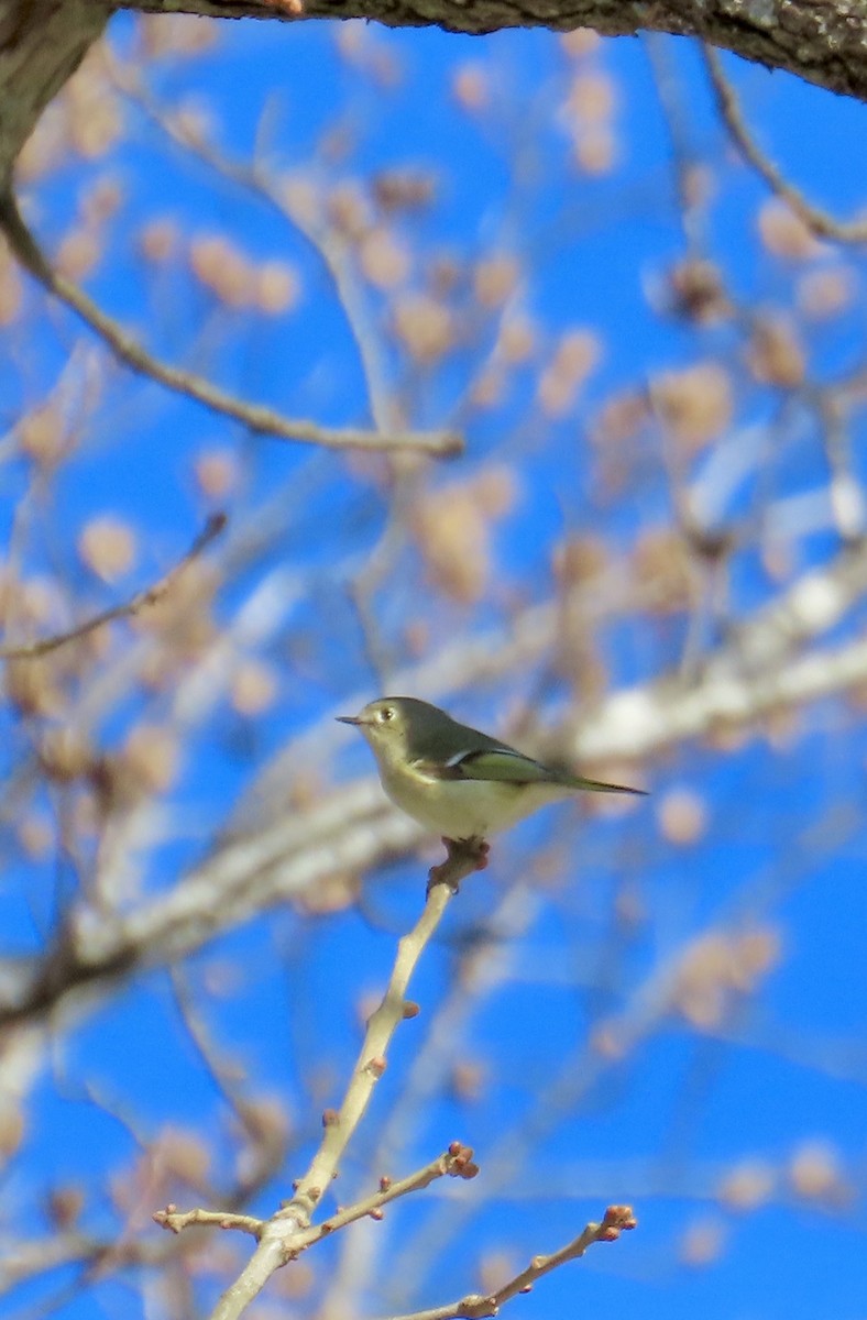 Ruby-crowned Kinglet - ML629003356