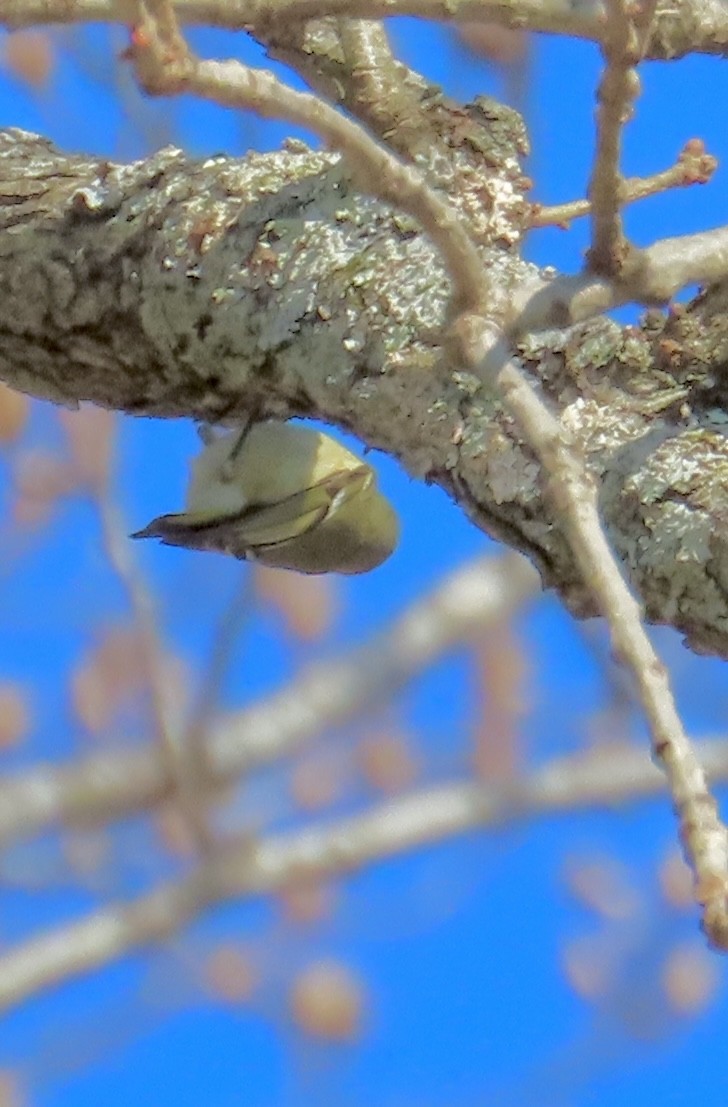 Ruby-crowned Kinglet - ML629003357