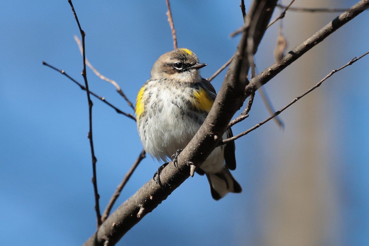 Yellow-rumped Warbler - ML629003384