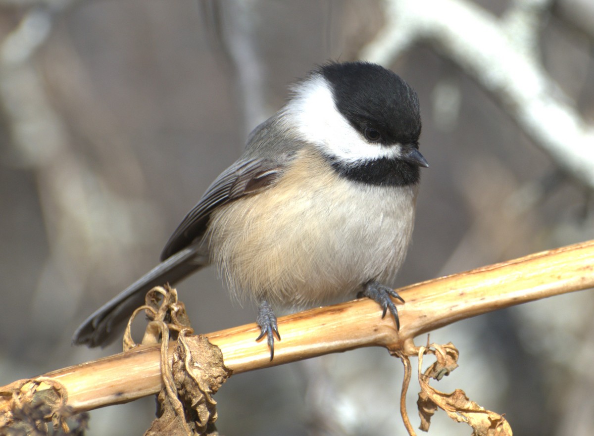 Black-capped Chickadee - ML629003415
