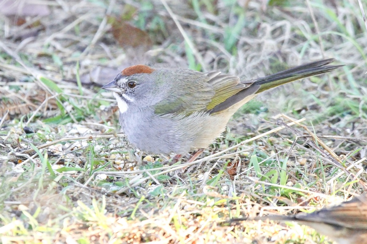 Green-tailed Towhee - ML629003436