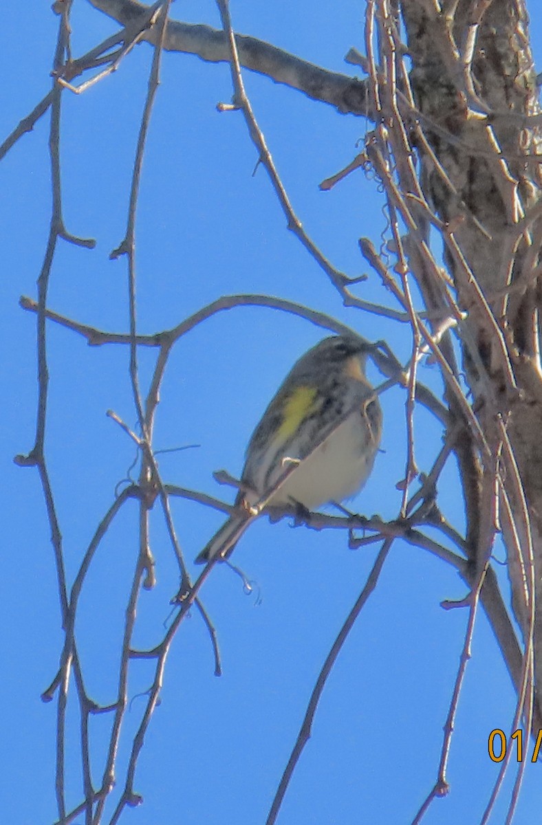 Yellow-rumped Warbler - ML629003439