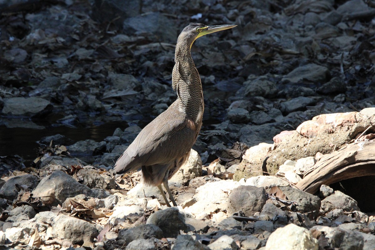 Bare-throated Tiger-Heron - ML629003445