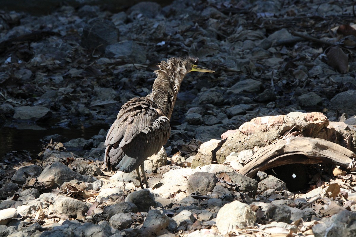 Bare-throated Tiger-Heron - ML629003446