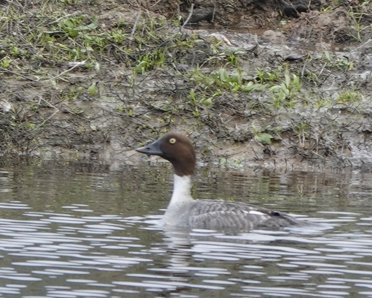 Common Goldeneye - ML629003476