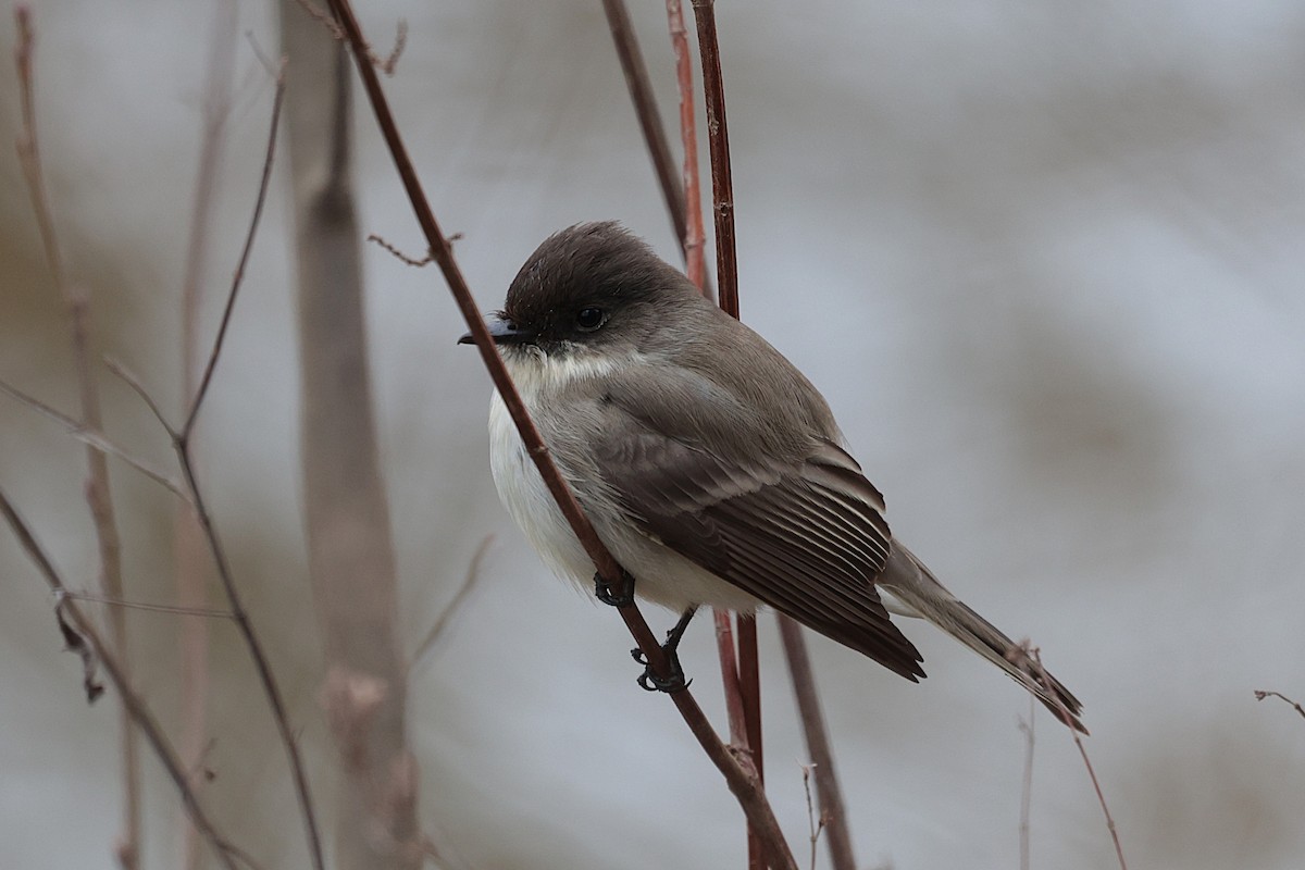 Eastern Phoebe - ML629003482