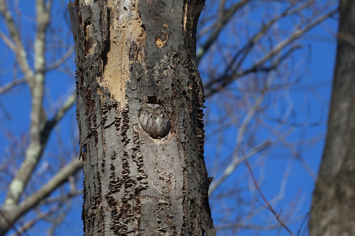 Eastern Screech-Owl - ML629003642