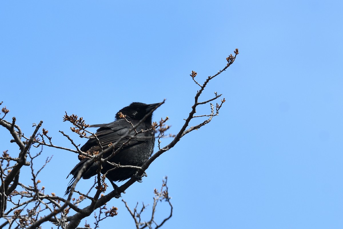 Austral Blackbird - ML629003932