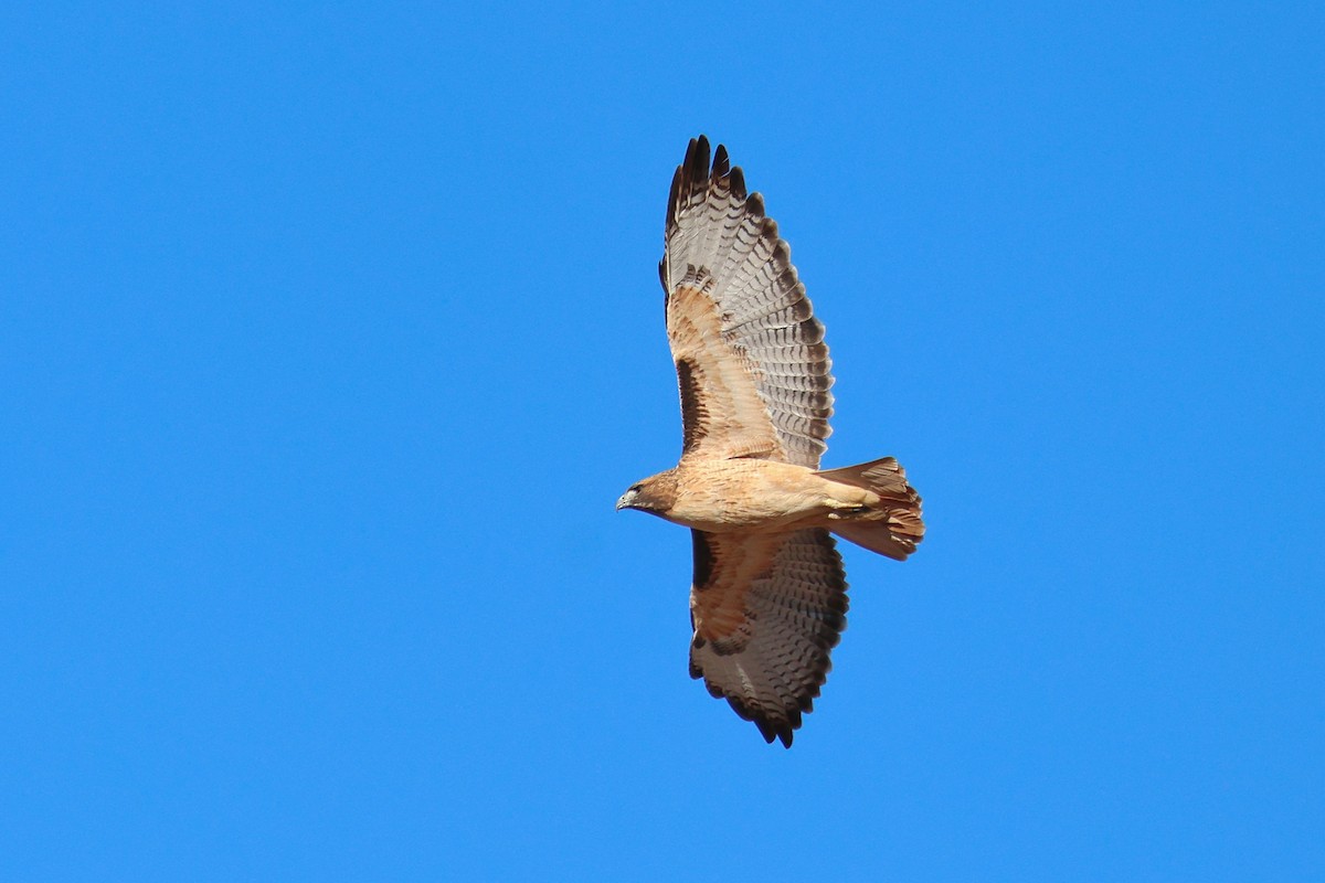 Red-tailed Hawk - ML629004240