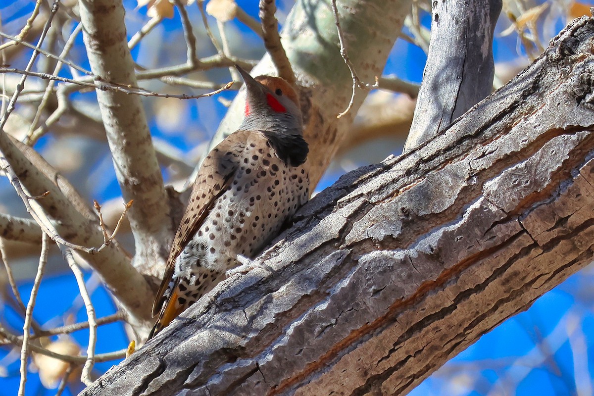 Gilded Flicker - ML629004259