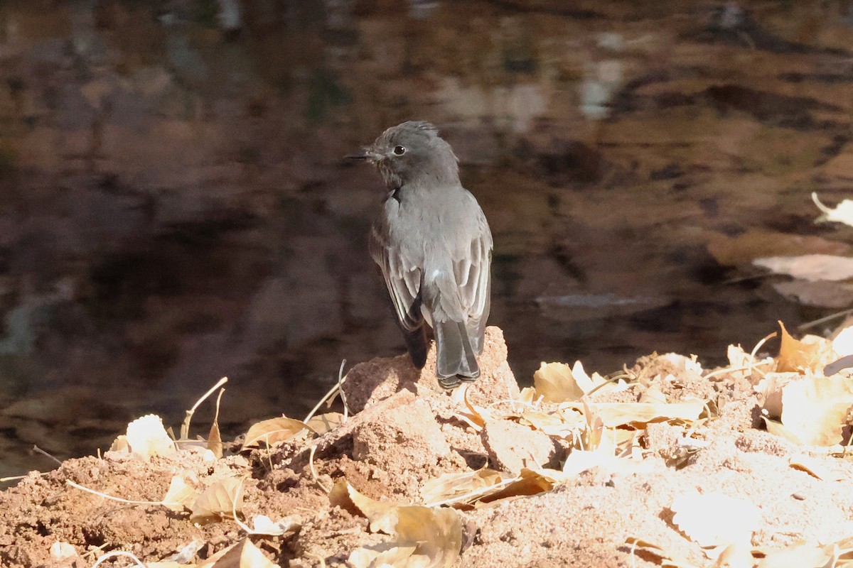 Black Phoebe - ML629004264