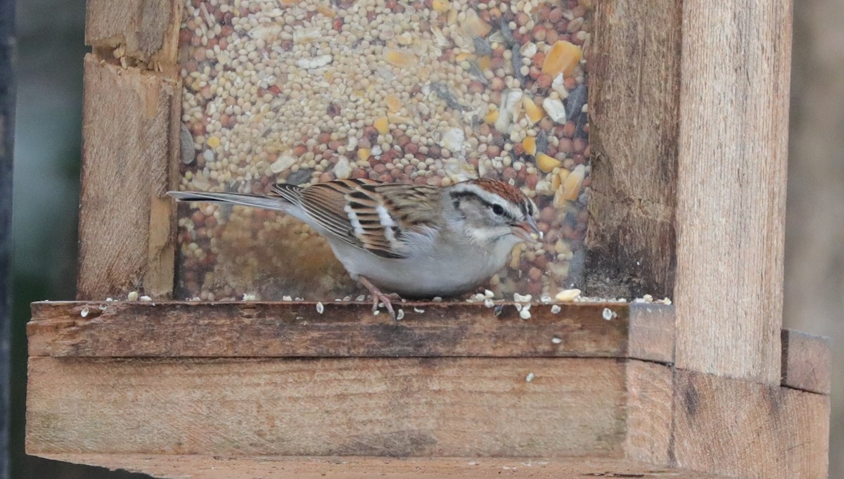 Chipping Sparrow - ML629004279