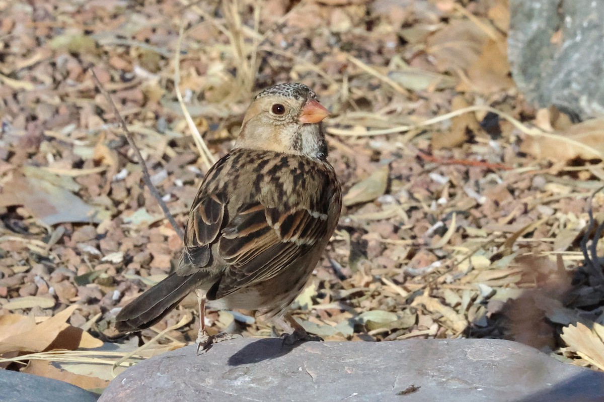 Harris's Sparrow - ML629004281