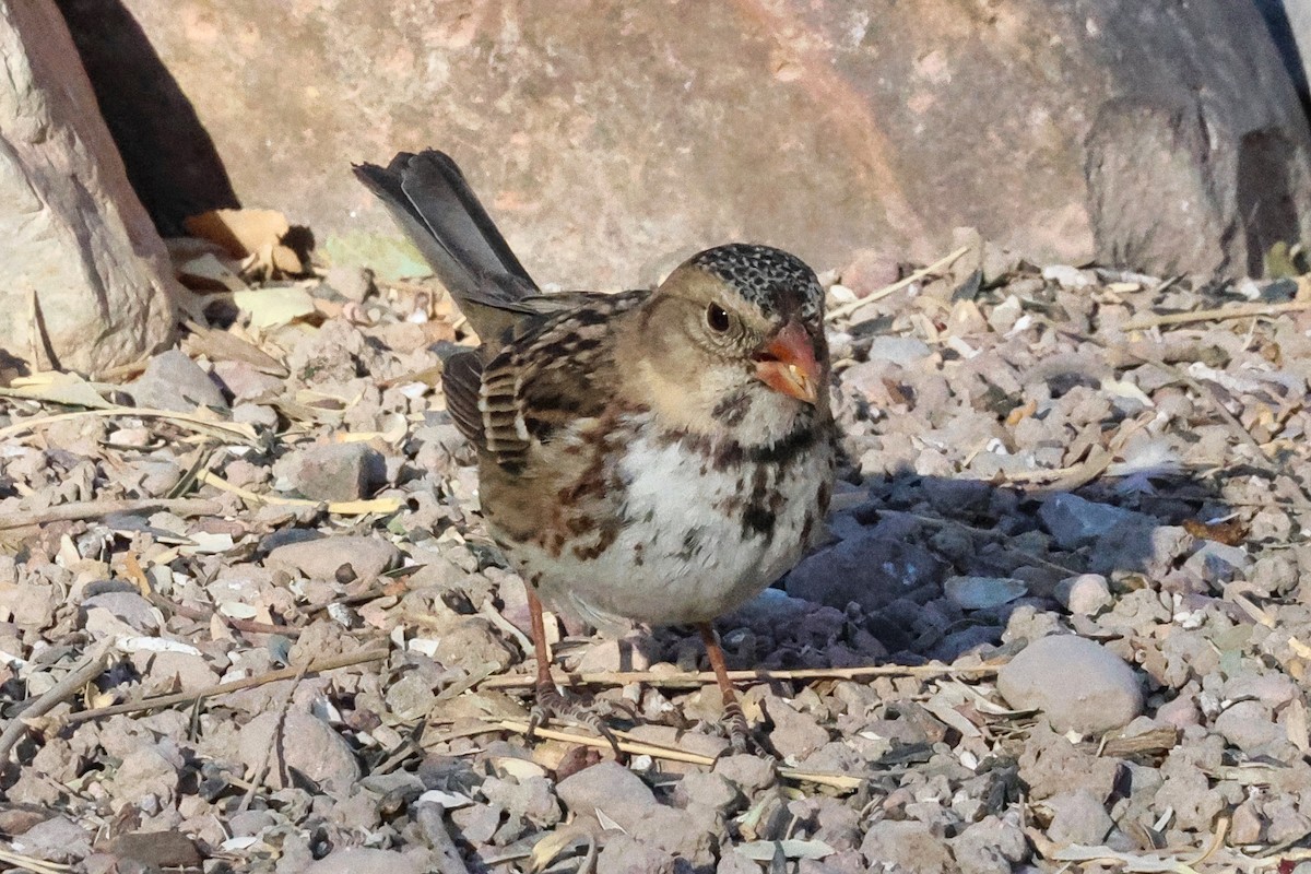 Harris's Sparrow - ML629004282