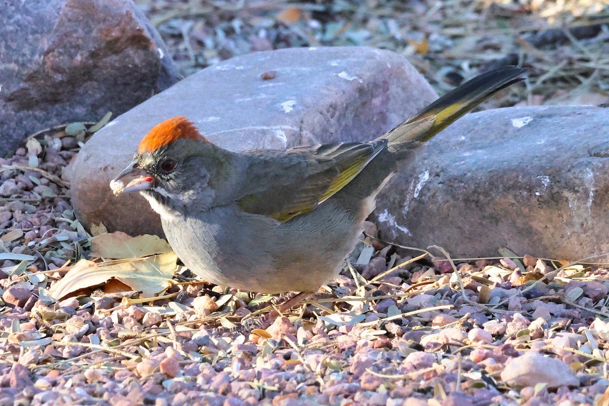 Green-tailed Towhee - ML629004285