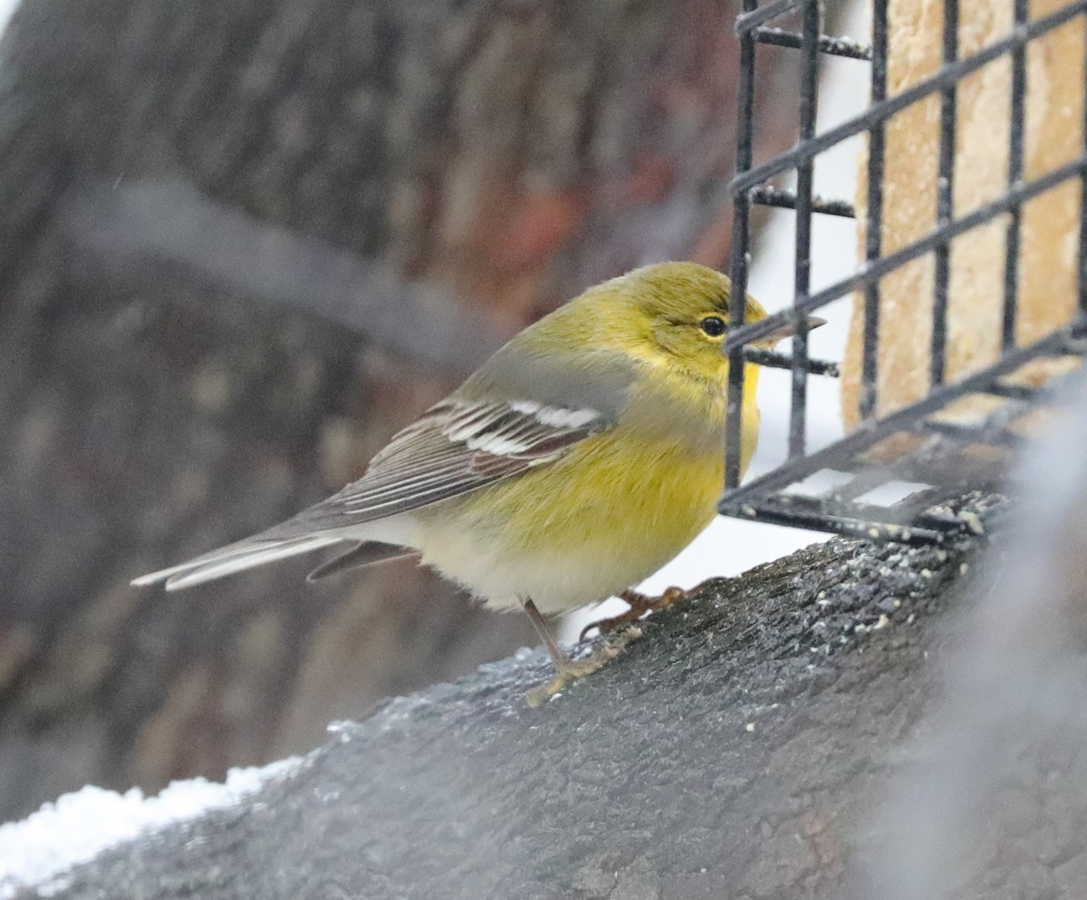 Pine Warbler - ML629004293