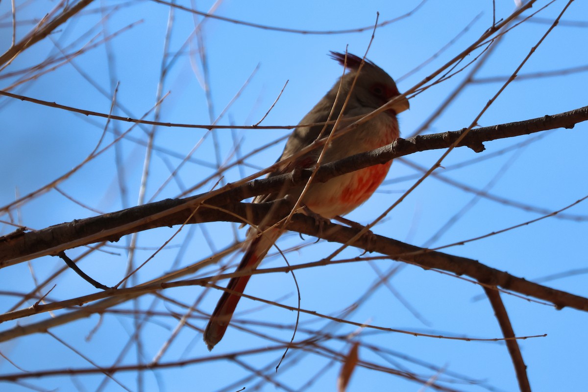 Pyrrhuloxia - ML629004294