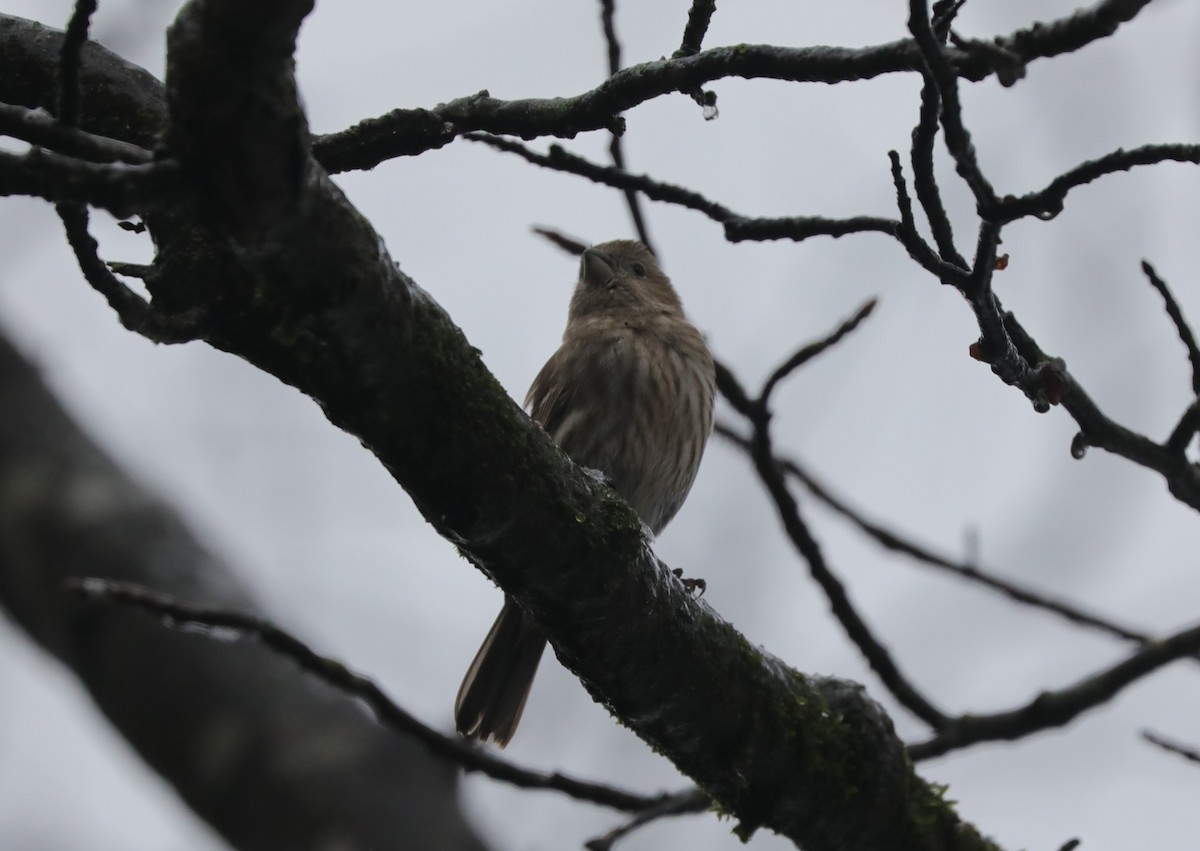 House Finch - ML629004301