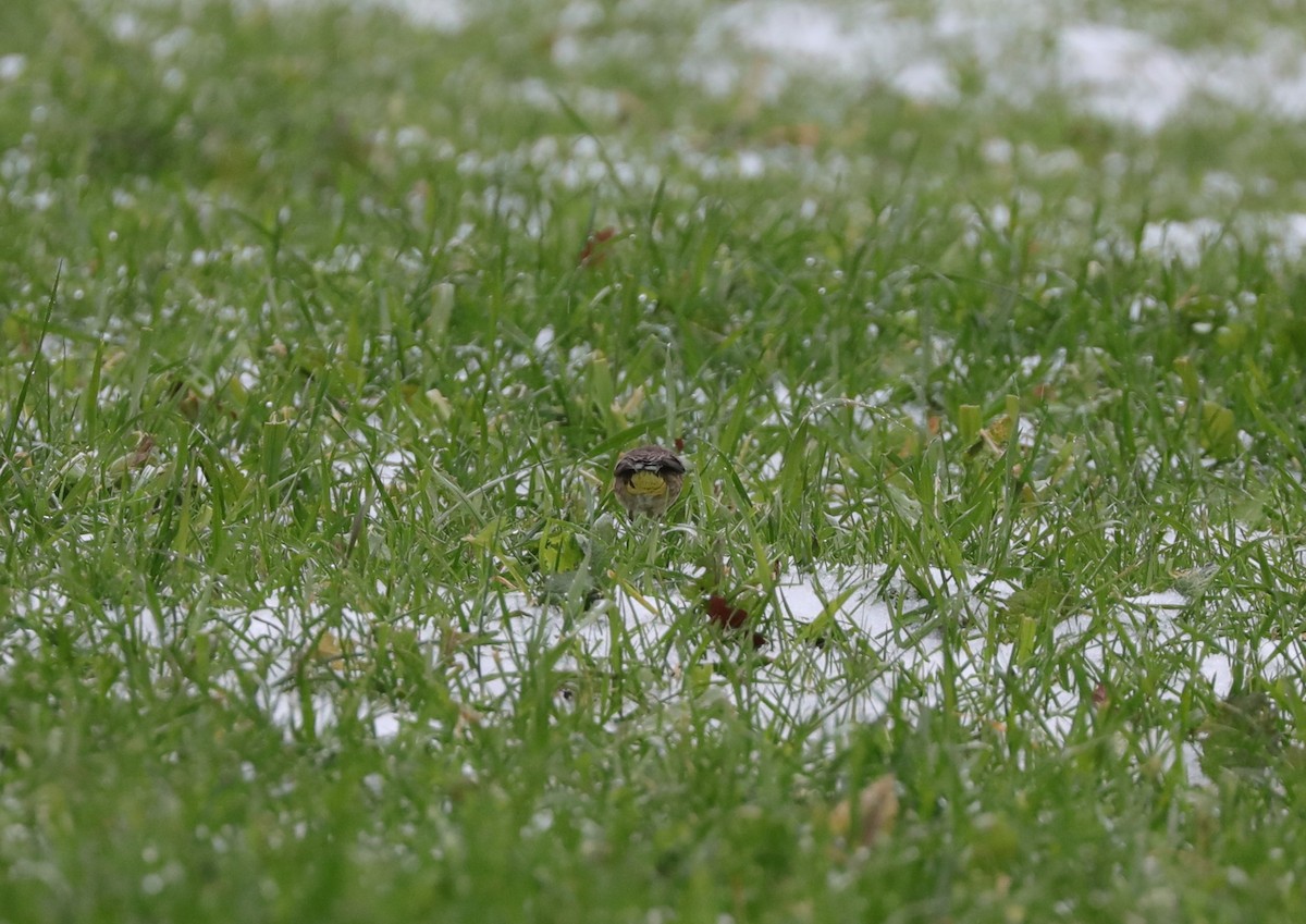 Palm Warbler - ML629004312