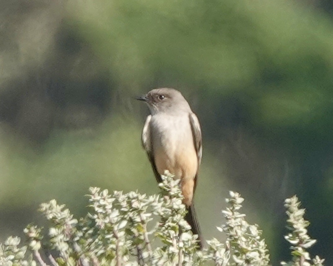 Say's Phoebe - ML629004326