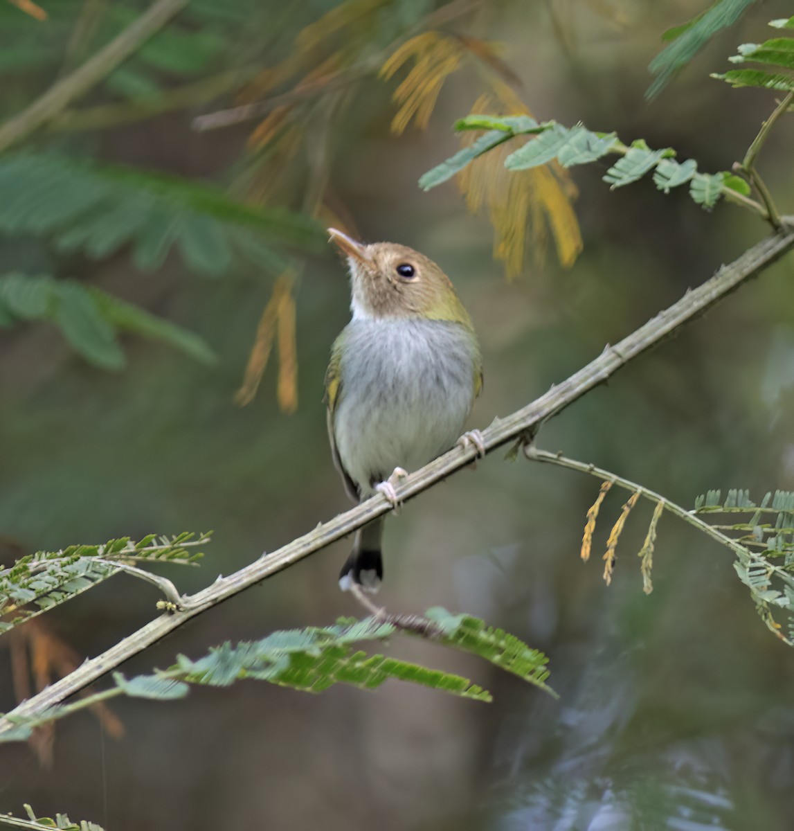 Fork-tailed Pygmy-Tyrant - ML629004341
