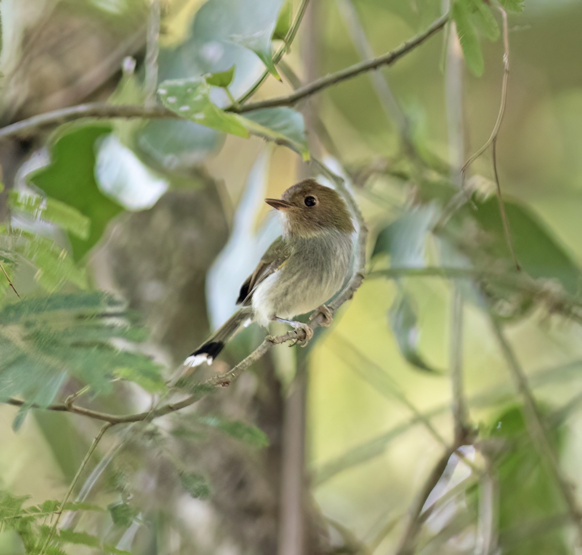 Fork-tailed Pygmy-Tyrant - ML629004342