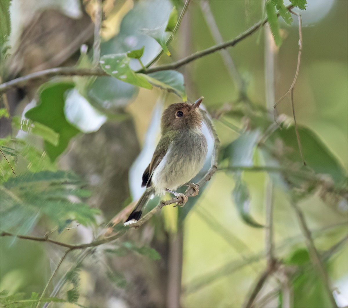 Fork-tailed Pygmy-Tyrant - ML629004343