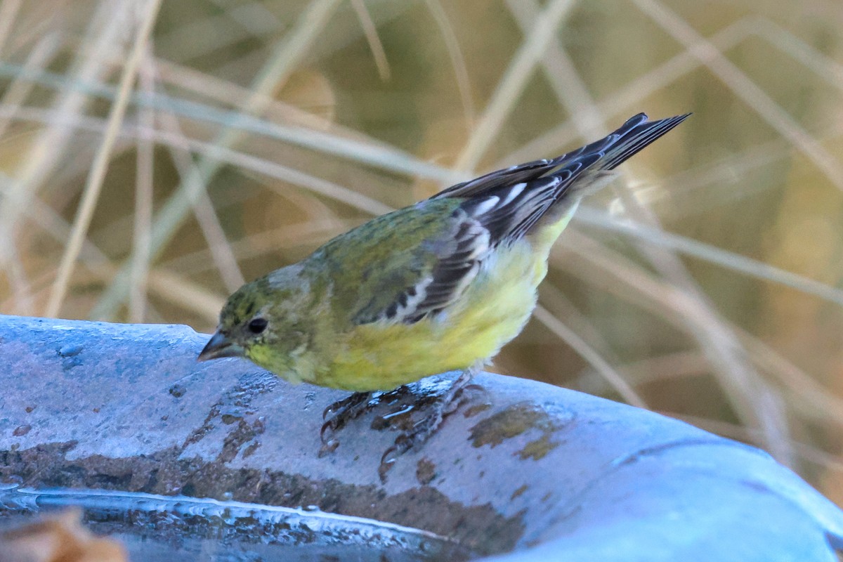 Lesser Goldfinch - ML629004348