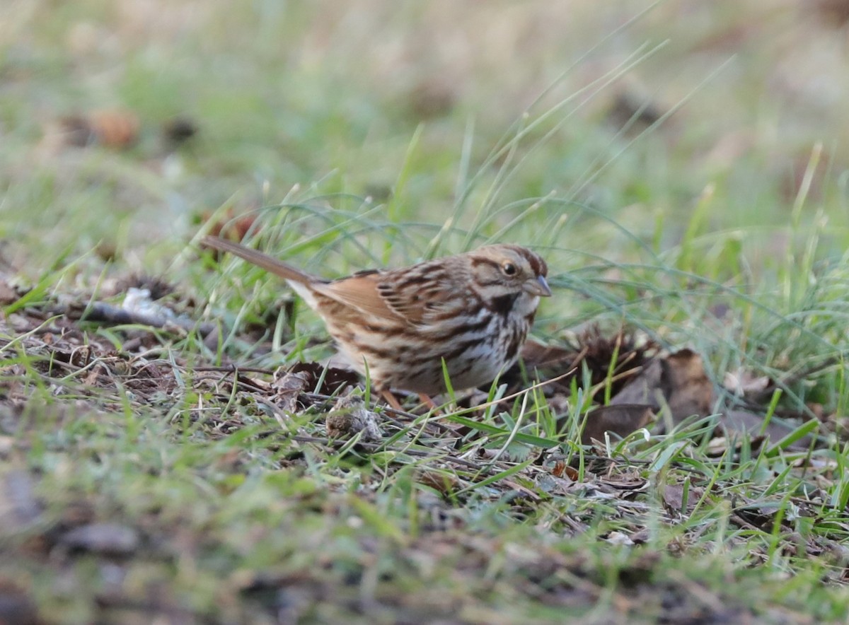 Song Sparrow - ML629004359