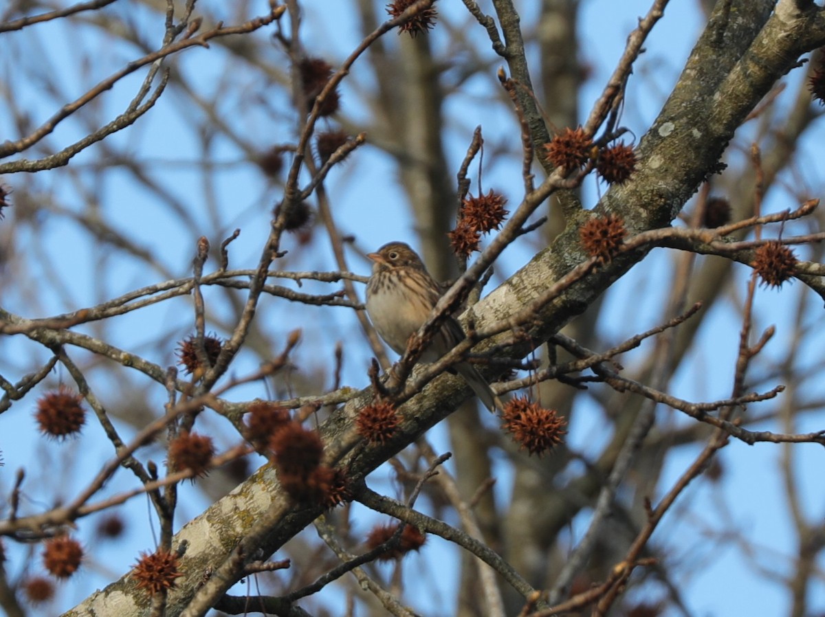 Vesper Sparrow - ML629004361