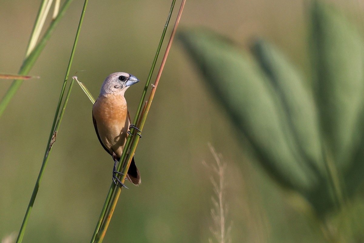 Yellow-rumped Munia - ML629004578