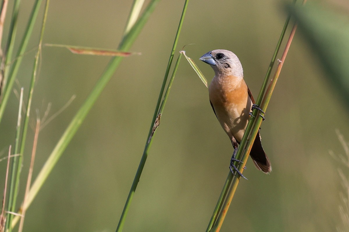 Yellow-rumped Munia - ML629004579