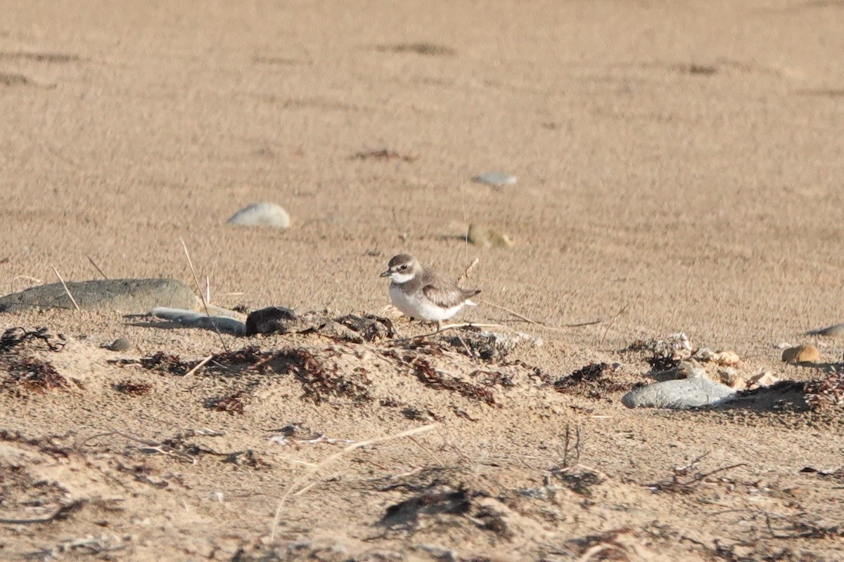 Siberian Sand-Plover - ML629004584