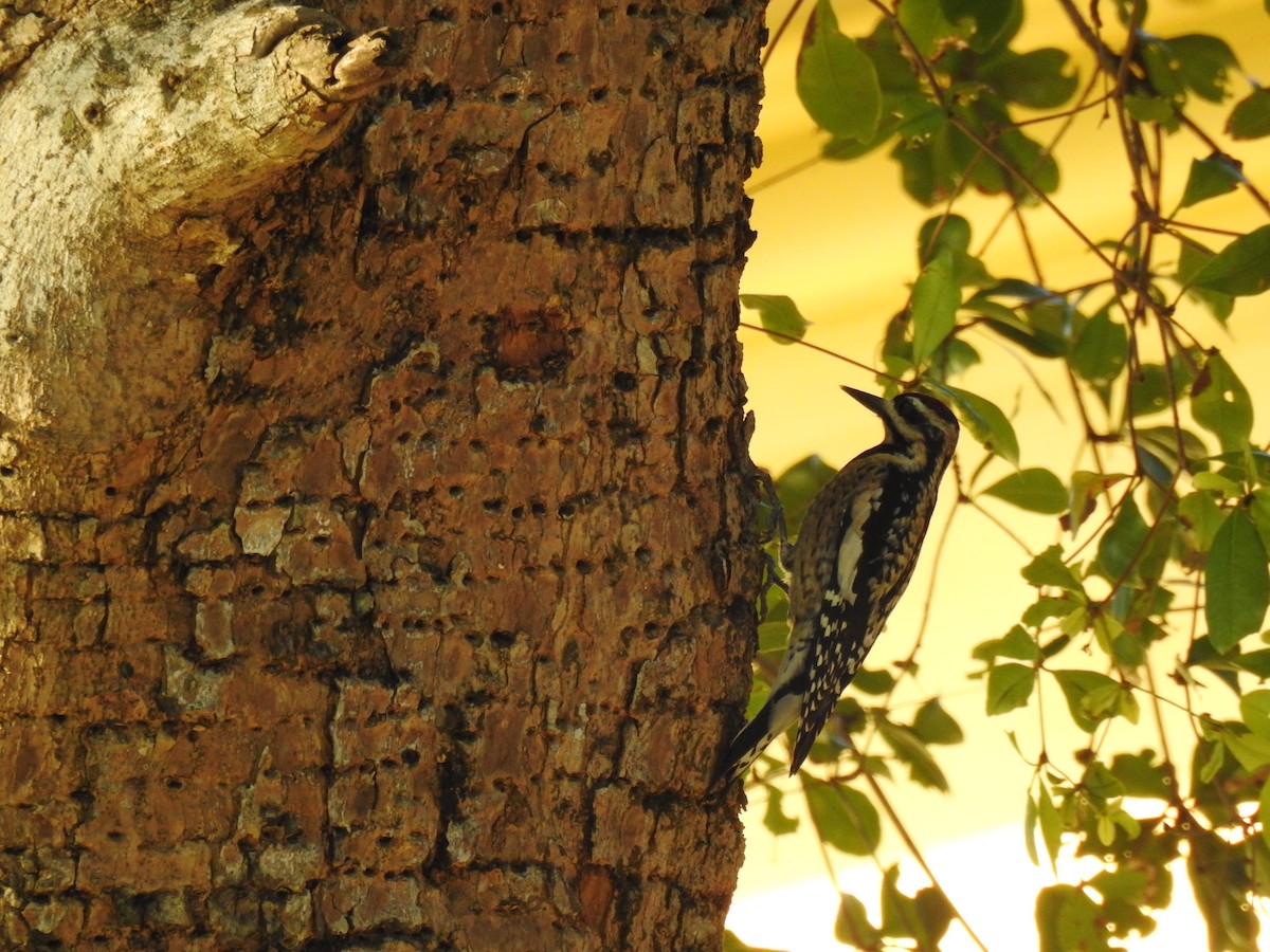 Yellow-bellied Sapsucker - ML629004637