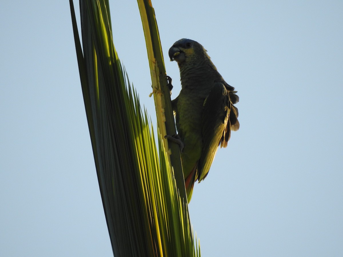 Orange-winged Amazon - ML629004653