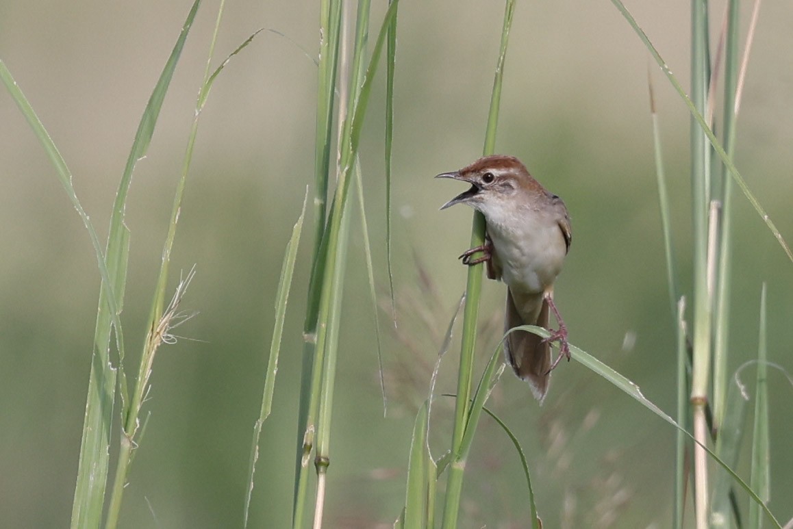Tawny Grassbird - ML629004657