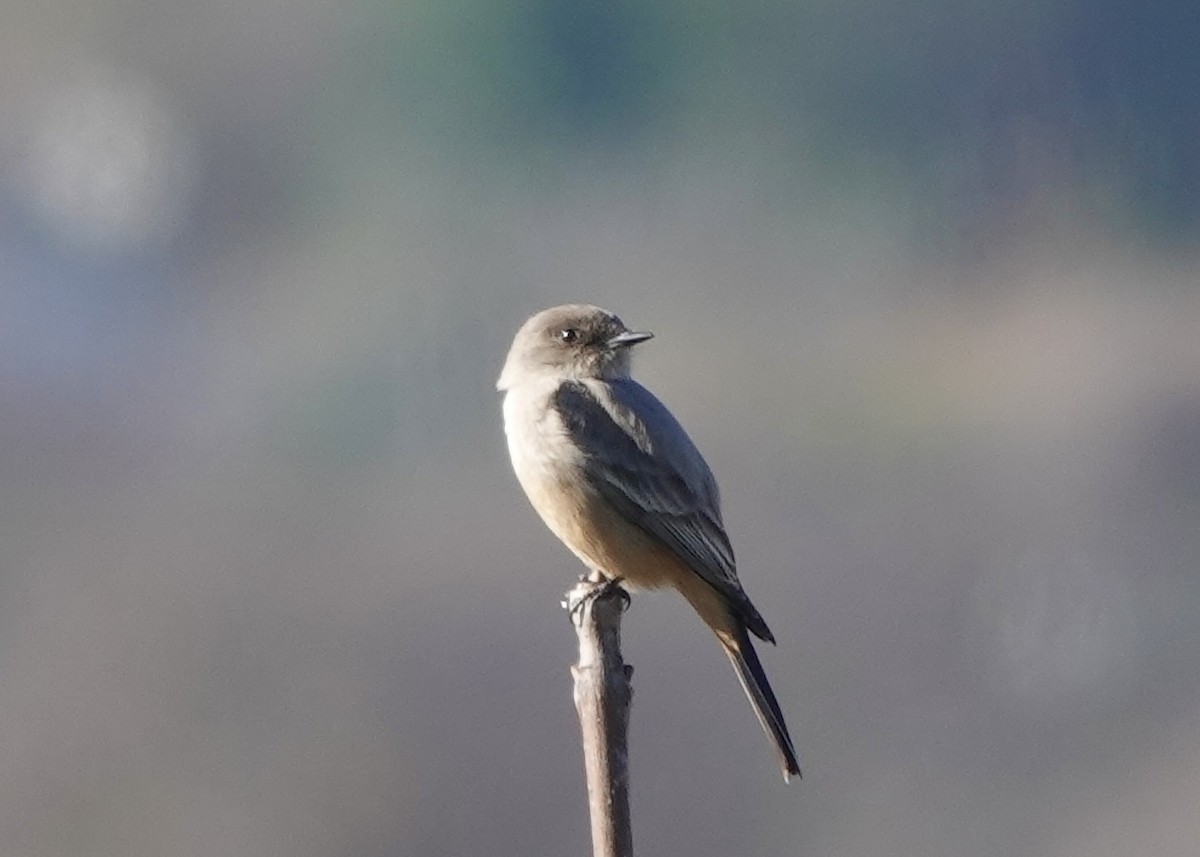 Say's Phoebe - ML629004707