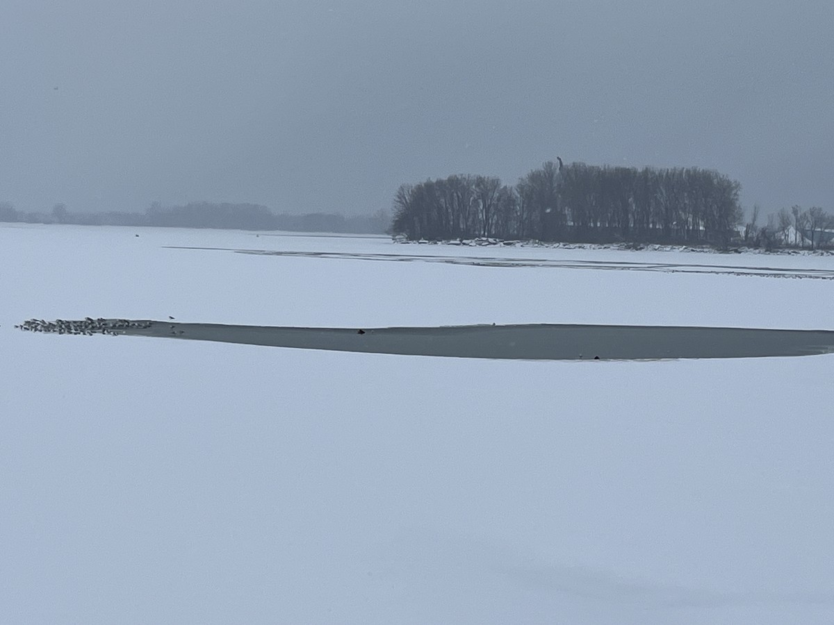 Зэрлэг нугас - ML629004713