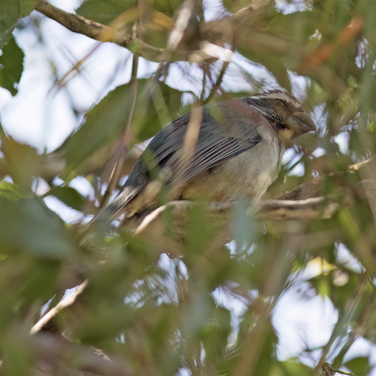 Thick-billed Saltator - ML629004740