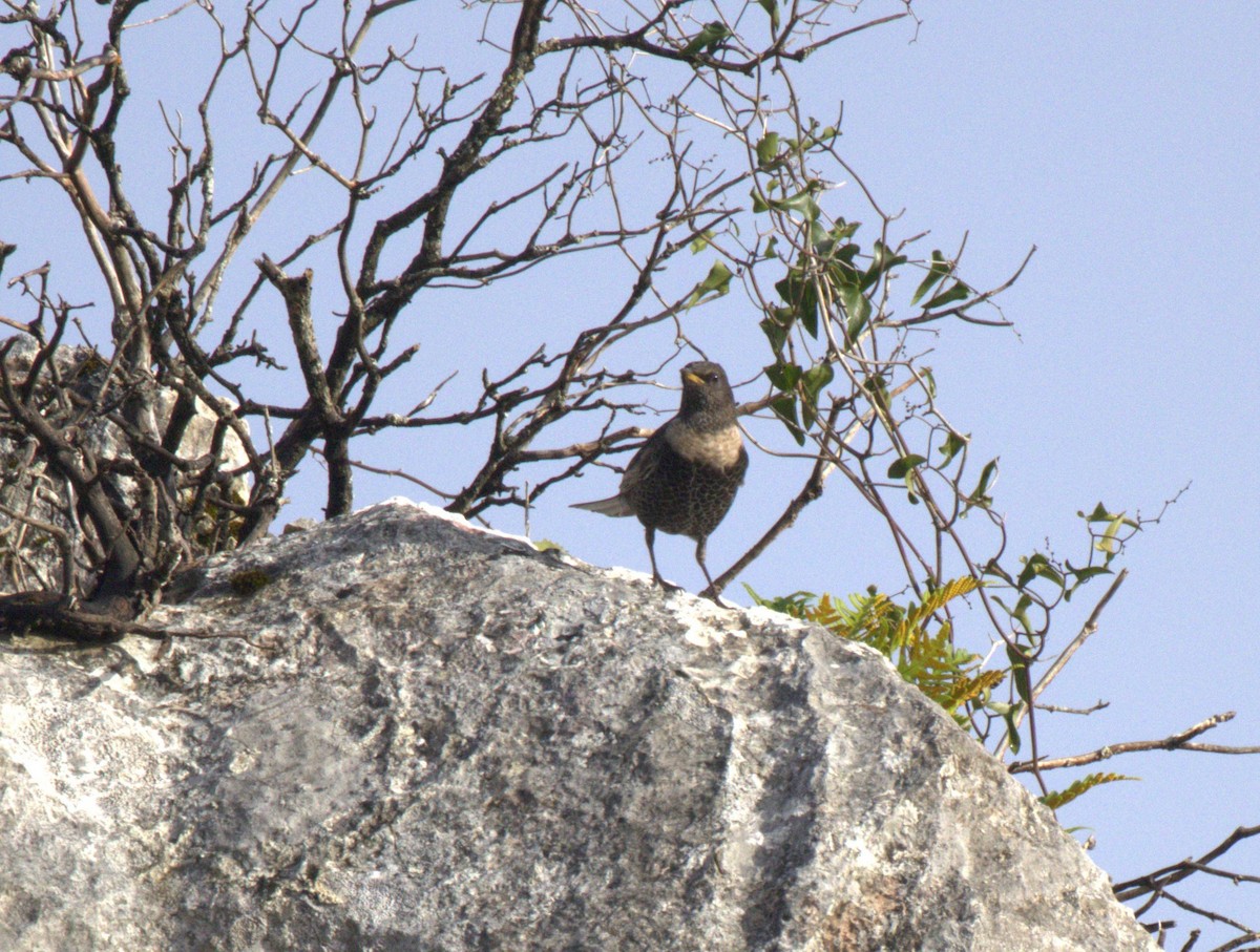 Ring Ouzel - ML629004932