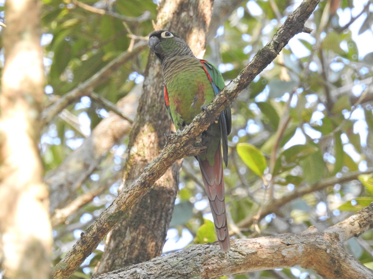 Blaze-winged Parakeet - ML629004979