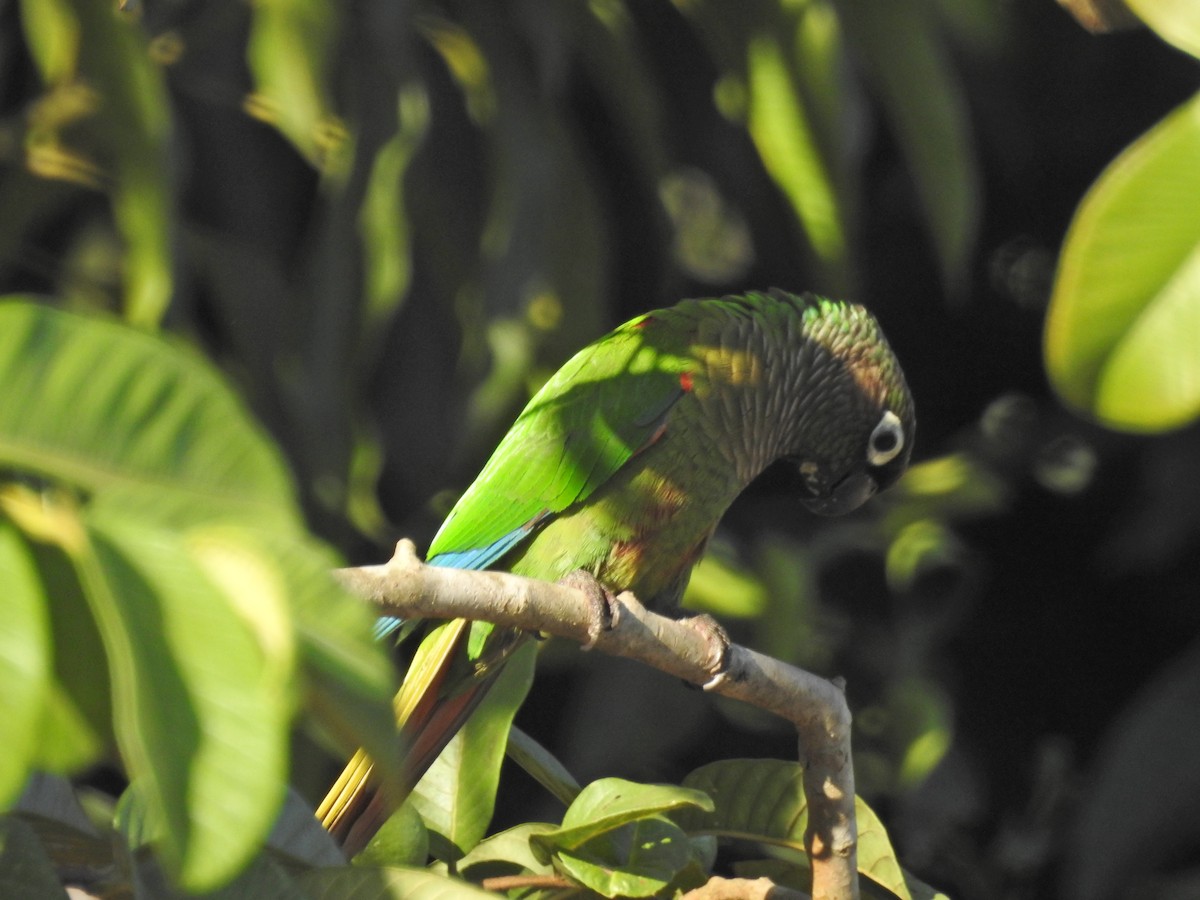 Blaze-winged Parakeet - ML629004980