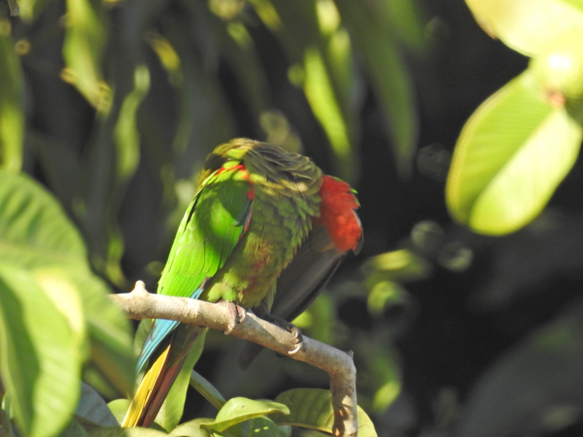 Blaze-winged Parakeet - ML629004981