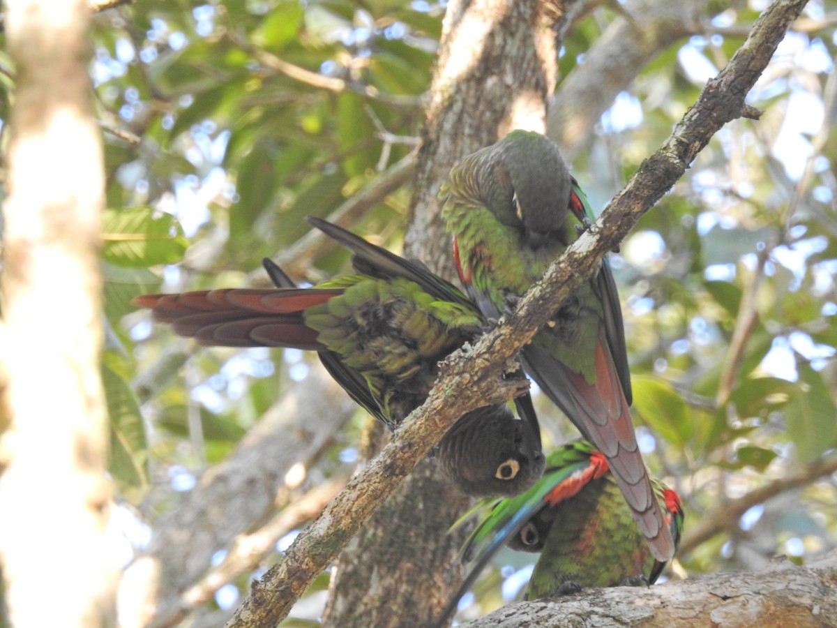 Blaze-winged Parakeet - ML629004983