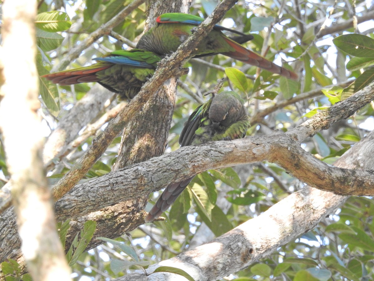 Blaze-winged Parakeet - ML629004984