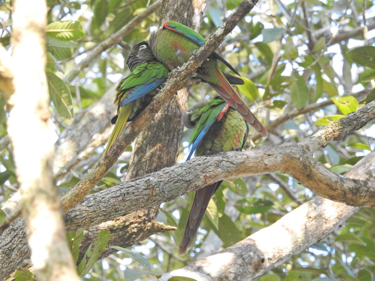 Blaze-winged Parakeet - ML629004985