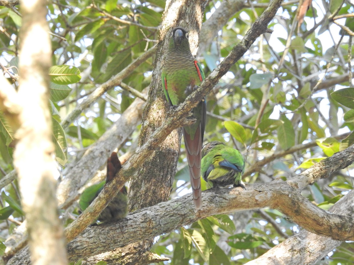 Blaze-winged Parakeet - ML629004988