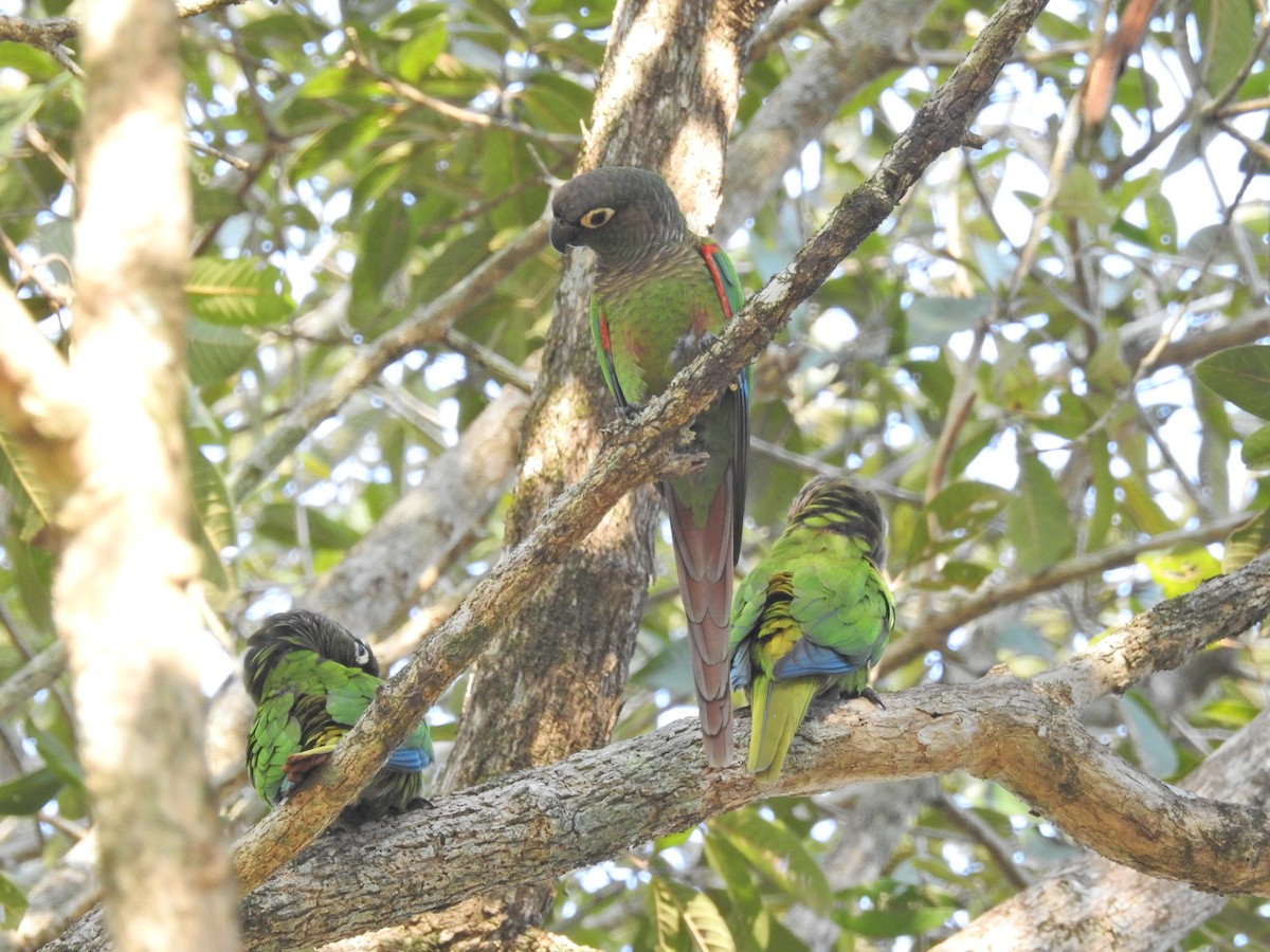 Blaze-winged Parakeet - ML629004989