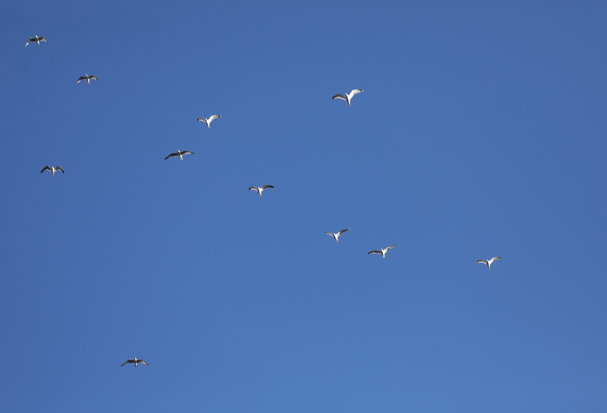 Ring-billed Gull - ML629005090